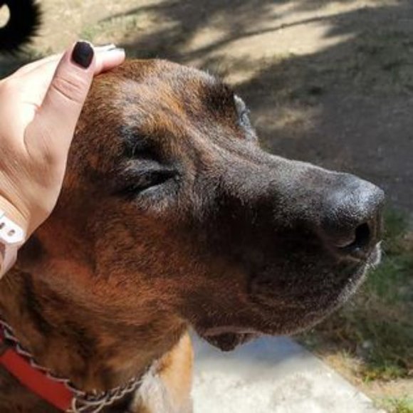 Meet your Posher, K.C - Picture 6 of 12